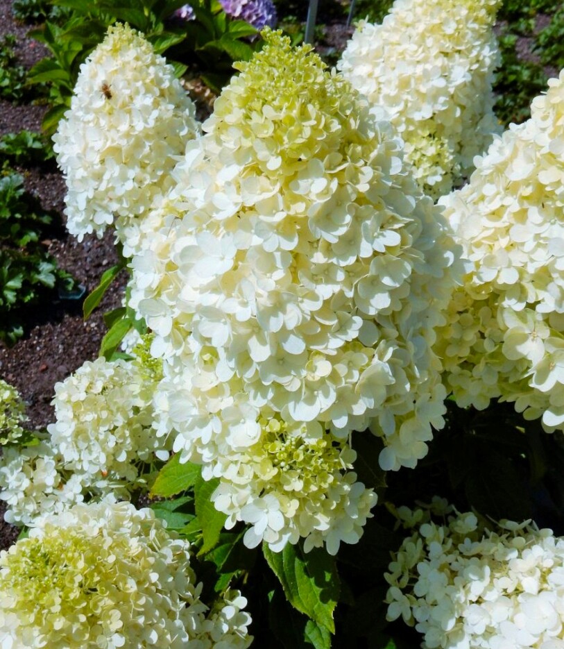 Гортензия метельчатая Меджикал Маттерхорн